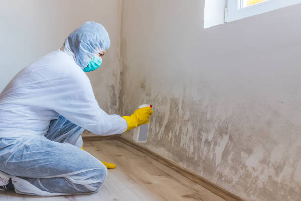 Licensed Basement Mold Remediation service in Bellmawr, NJ - Car Mold Remediation