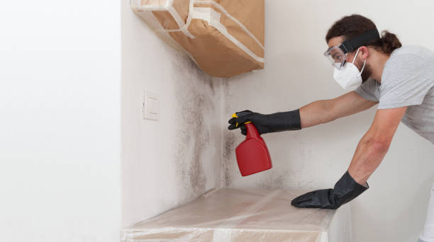 Professional Basement Mold Remediation technician working in Bellmawr, NJ