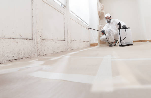 24/7 Emergency Basement Mold Remediation experts in Bellmawr, NJ
