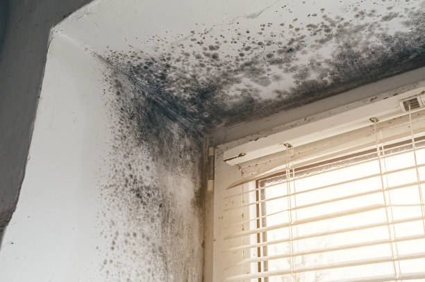 Affordable Basement Mold Remediation solutions in Bellmawr, NJ